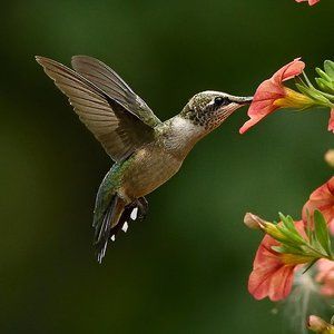 Meet your Posher, "Canary"